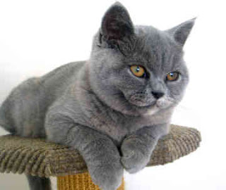 Cat Breeds, history cats, Cats British Short hair