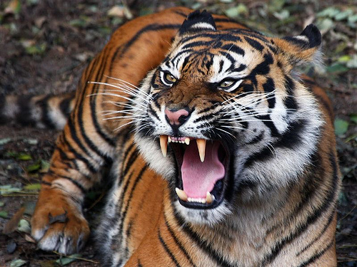 Gambar Harimau  Jawa Gambar Keren dan Unik Wallpaper  