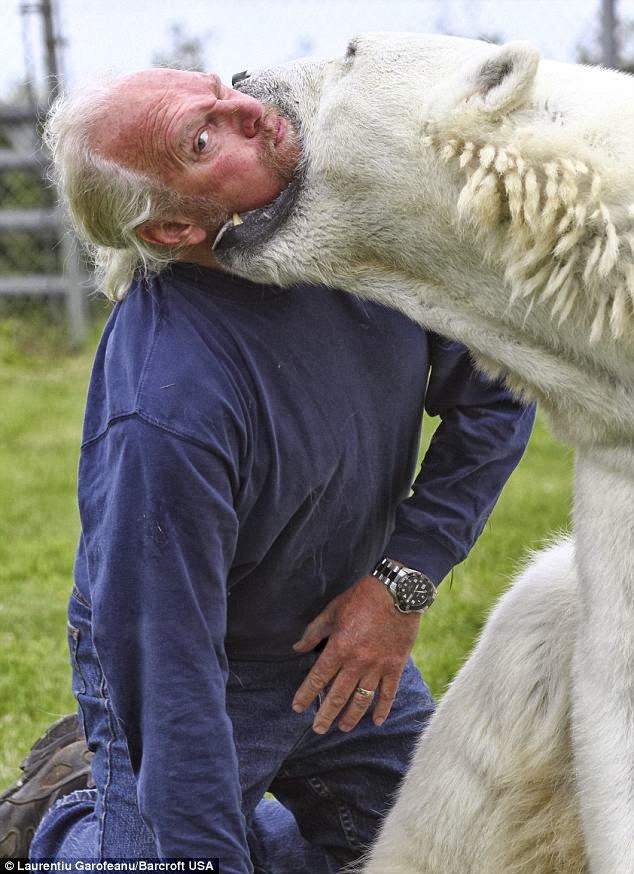 Mouthy: Agee clamps her jaws around Mark's neck in an amazing demonstration of just how much he trusts the huge bear