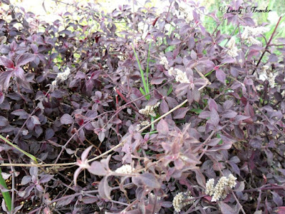 Little ruby, Alternanthera dentata, Bangladesh, Amaranthaceae