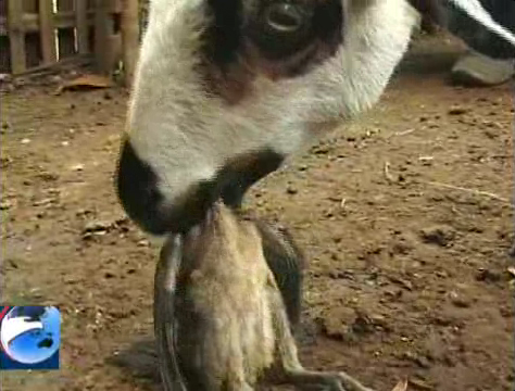 Kambing aneh milik seorang warga di Sukabumi dari penam