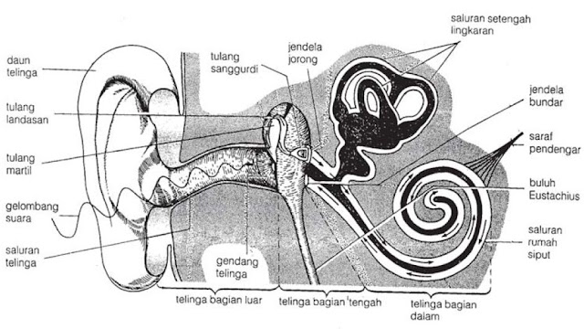 Struktur Anatomi Bagian-bagian Telinga, Proses Mendengar dan Gangguan Penyakit pada Telinga