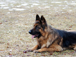 German Shepherd Wallpapersac