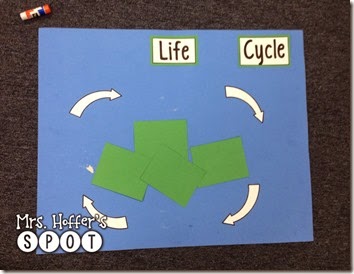 Making Interactive Life Cycle Posters