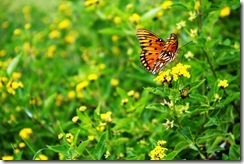 IMG_5334 copy