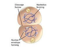 telofase