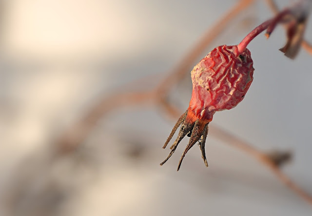 A single red wild rose hip, wrinkled and covered in dulling wax and maybe a splash of mud, hangs over snow in cloud filtered sun against a blurred pattern of stems