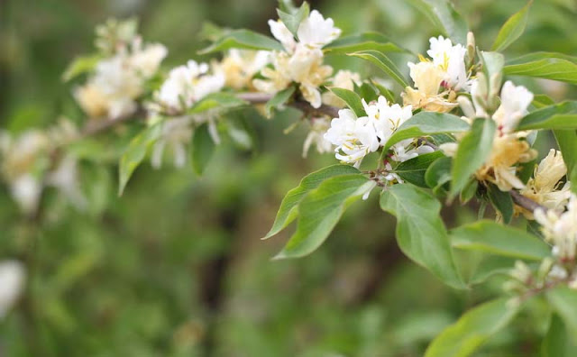 Amur Honeysuckle Flowers Pictures