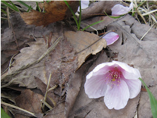 枯れ葉の上に落下した桜の花