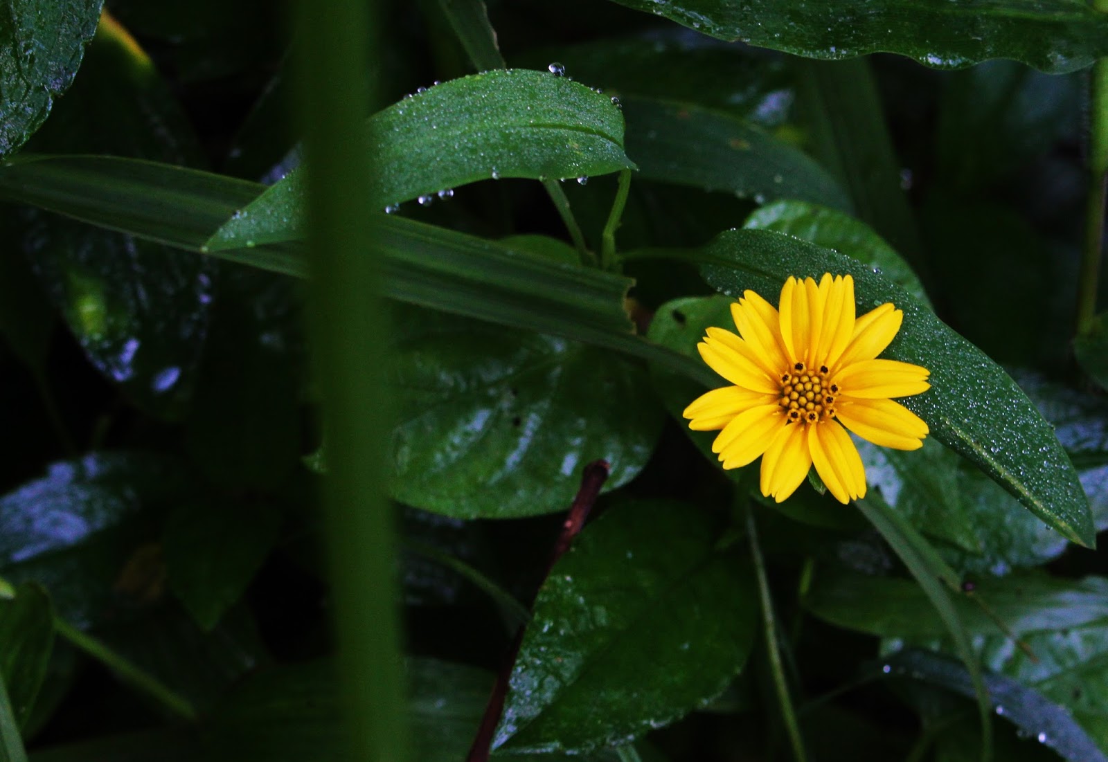  Foto foto Macro Pemandangan Bunga di Desa Yang Indah 