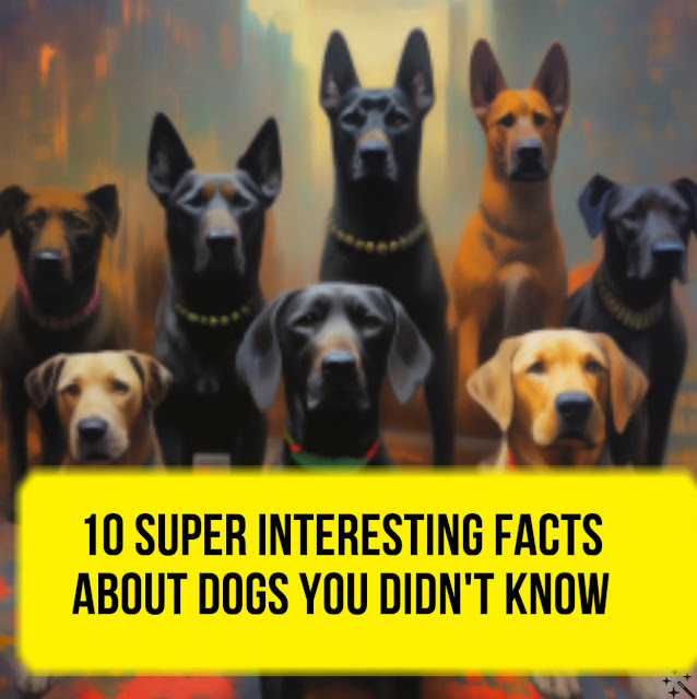 10 super interesting facts about dogs you didn't know