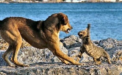 Photos Cat VS Dog Fight 2