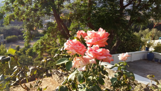 roses Livadia Andros