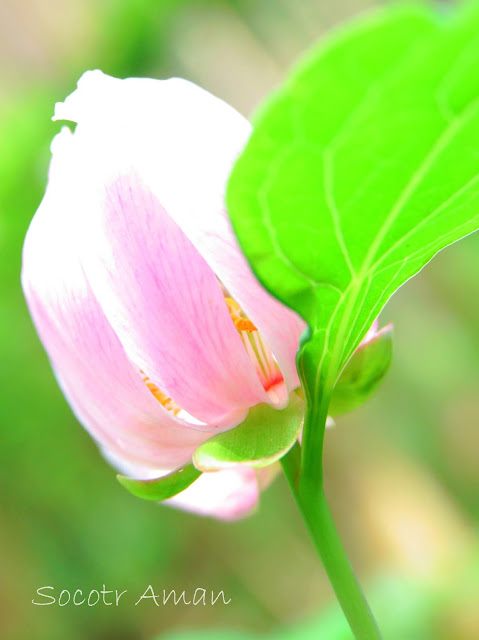 Paeonia obovata