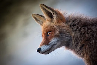 A Genius Approach To Biology MDCAT PDF Notes ,MDCAT Biology chapter wise online mcq test with answers for FSC ,kips Mdcat biology mcqs pdf