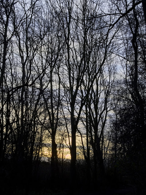 Trees silhouetted against dawn sun
