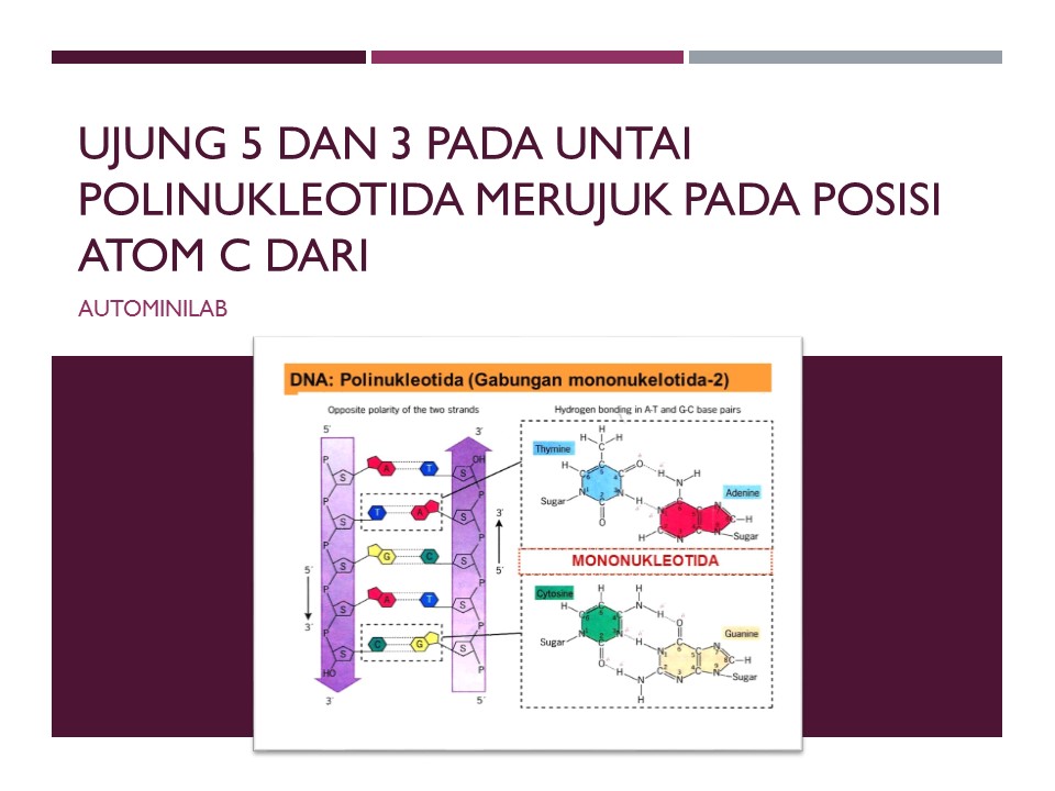 ujung 5 dan 3 pada untai polinukleotida merujuk pada posisi atom c dari