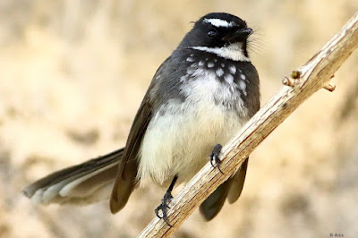 "A Spot-breasted Fantail (Rhipidura albogularis) perched gracefully on a branch, displaying its magnificent plumage, including a unique spotted breast. Its thin profile and elegantly fanned tail feathers enhance its appeal against the natural setting."
