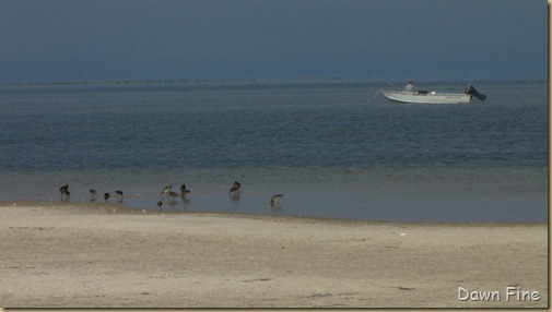 south beach birding_047