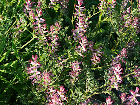 Fumaria en la huerta de La Regadera Verde