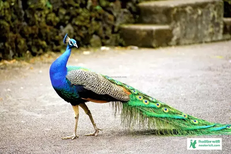 ময়ূরের ছবি ডাউনলোড - ময়ূর পাখি ছবি hd - ময়ূরের ওয়ালপেপার - peacock picture - NeotericIT.com - Image no 7