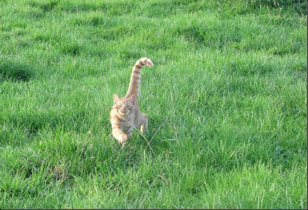 ginger cat