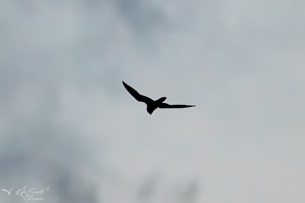 Nightjar