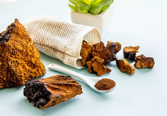 Buy Chaga Mushroom Online In Vatican City | Chaga Mushroom Supplier In Rome | Uses Of Chaga Mushroom