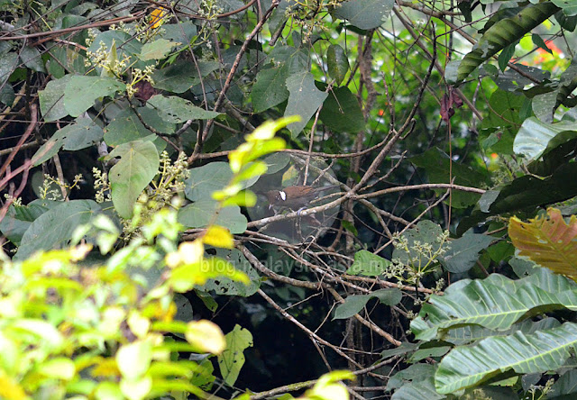 Borneo Highlands Crested Jaybird