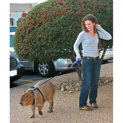 Caplin Rous, World's Most Famous Capybara Seen On www.coolpicturegallery.us