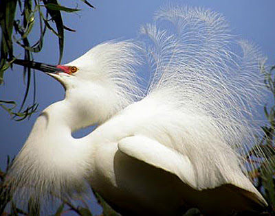 Albinism in birds is rare