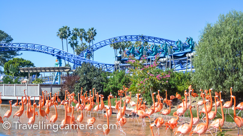 There is one huge section in Sea World dedicated for flamingos. And just above this space you can see roller coaster of the Sea World. If you want to have a ride, there are lockers available to put your stuff and go for the ride. Each locker charge is $1. 