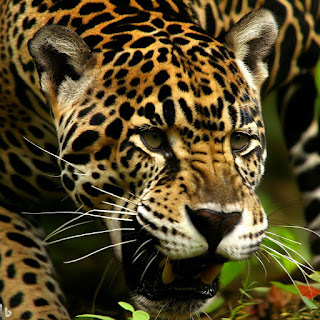 Jaguar Attack