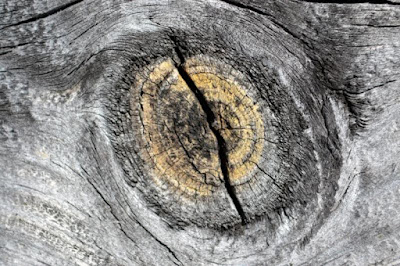 Eye of a felled tree