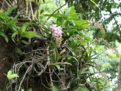 Aerides crispa care and culture