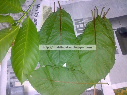 Herba penawar diabetes paling mujarab - daun Ketum