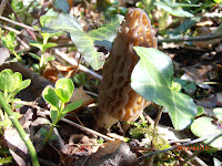 Morchella elata