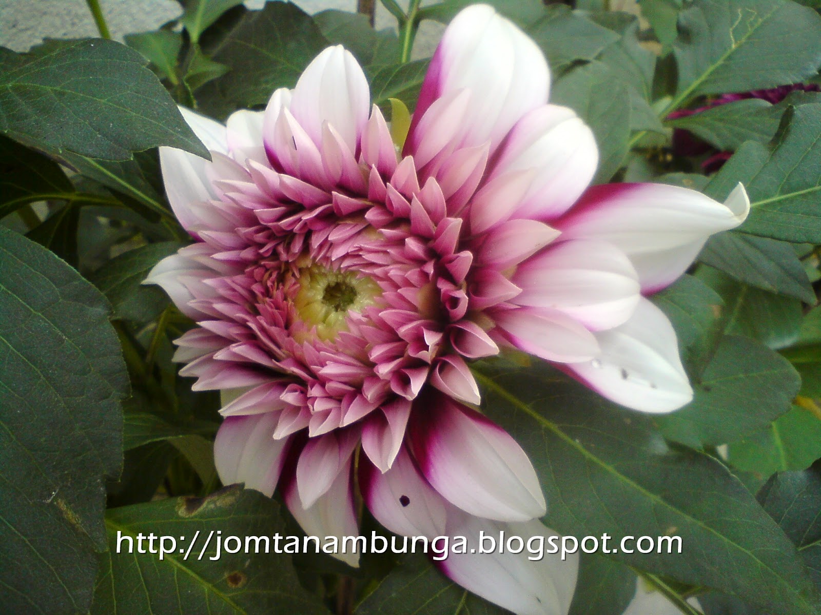 Jom Tanam Bunga  Bunga  Dahlia  Aneka Warna 