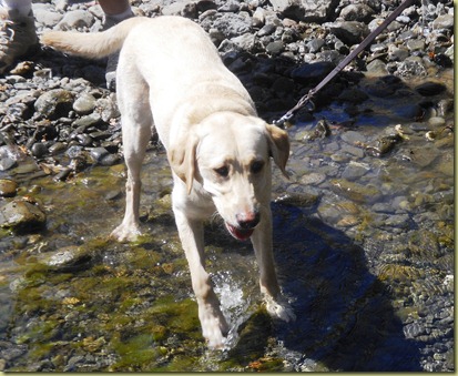 Reyna doing a play bow in the water.  What fun!