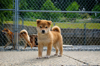 Shiba Inu Puppies Pictures