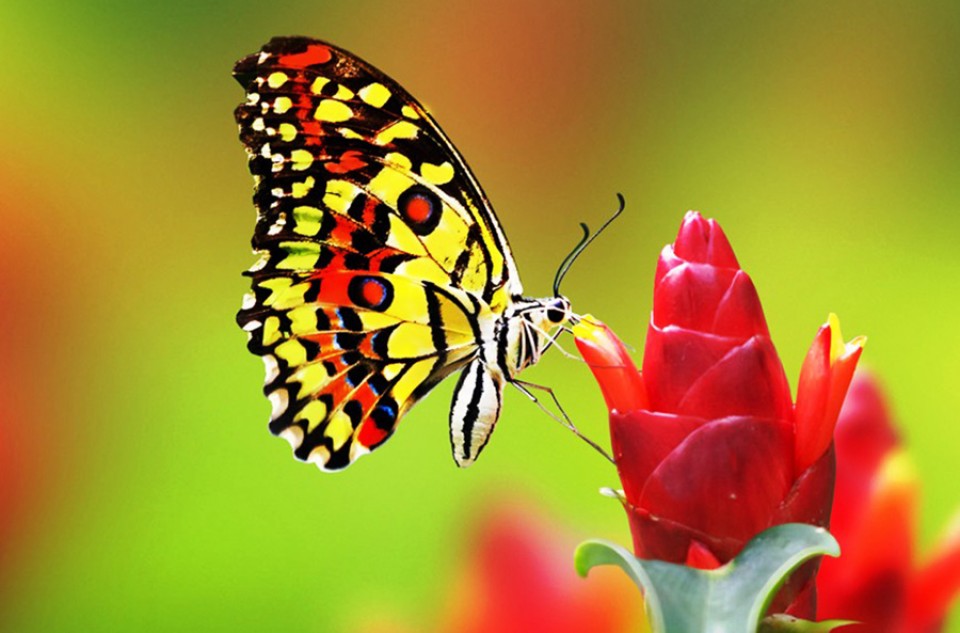 Desain Kupu Gambar Gratis Pixabay Warna Warni Merah Serangga Simple