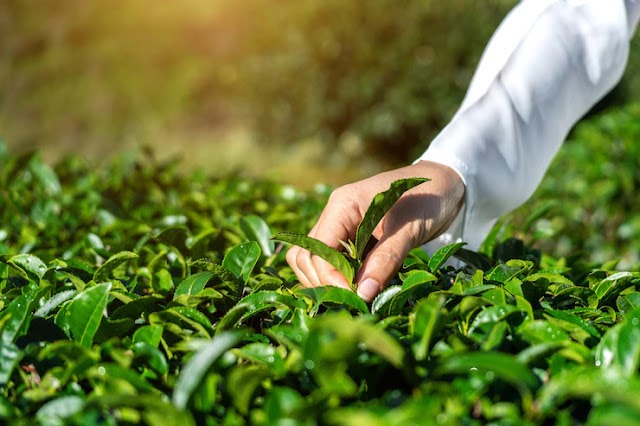 Organic Green Tea: The Benefits and Types - foodsture