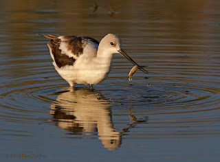 avocet