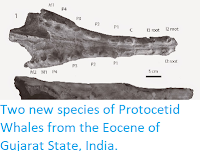 https://sciencythoughts.blogspot.com/2014/12/two-new-species-of-protocetid-whales.html