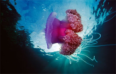 Beautiful Underwater Photos