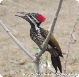 woodpecker4