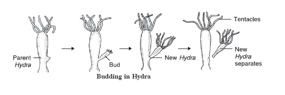 HOW DO ORGANISMS REPRODUCE?