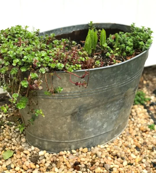 metal tub with early plants