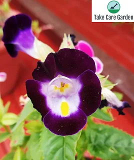 How to Grow and Care for Torênia Torenia fournieri