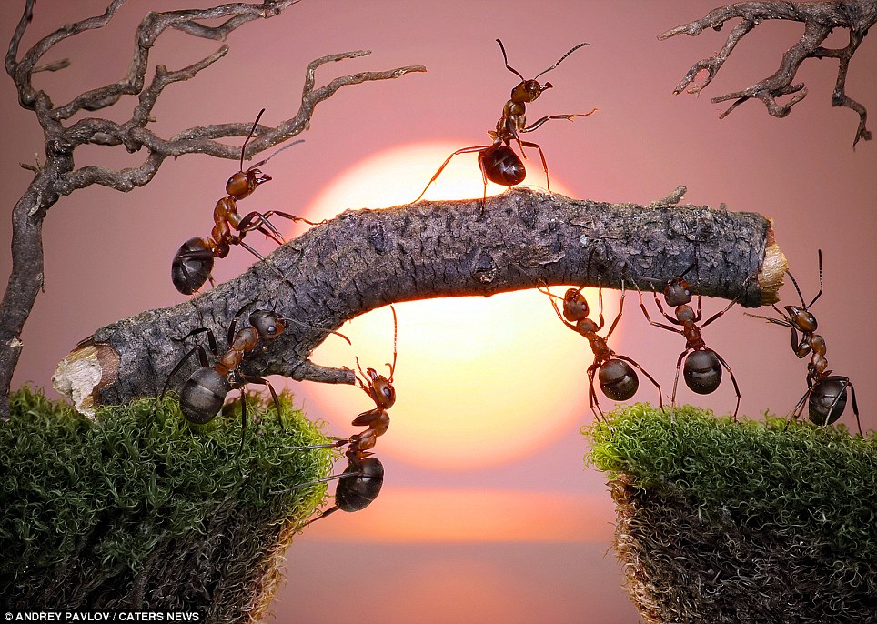 Keindahan Kehidupan Semut dalam Dunia Nyata - The Maniax!